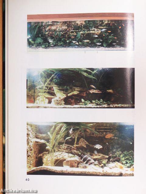 A Tanganyika-tavi sügérek 1.