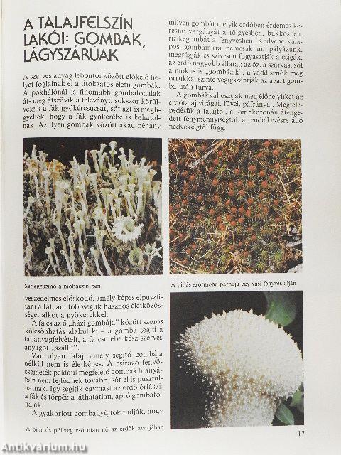 Az erdők nagy képeskönyve