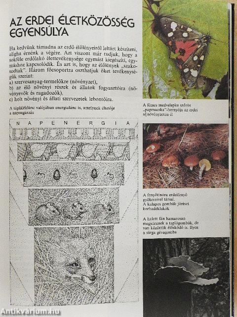 Az erdők nagy képeskönyve