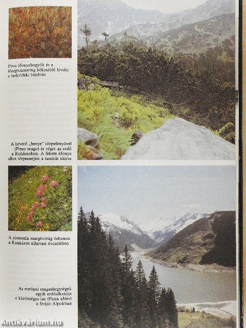 Az erdők nagy képeskönyve