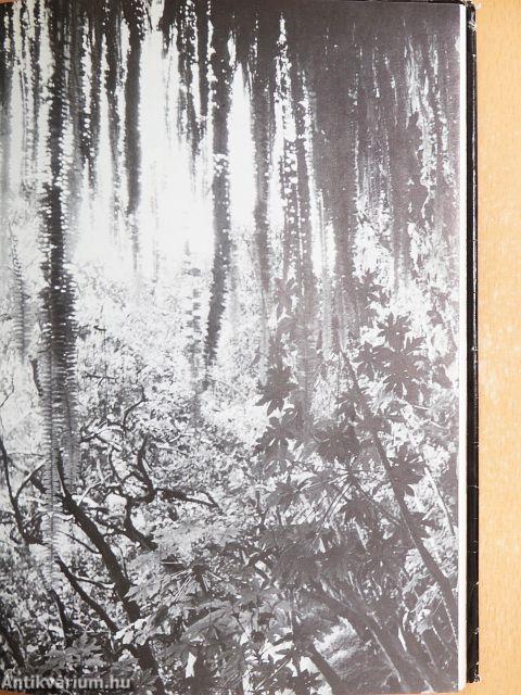 A varázslatos Hawaii