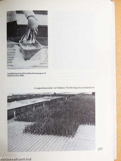 Növényházi dísznövények termesztése és hajtatása