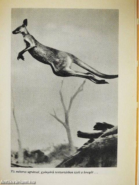 Vadászélmények távoli földrészeken