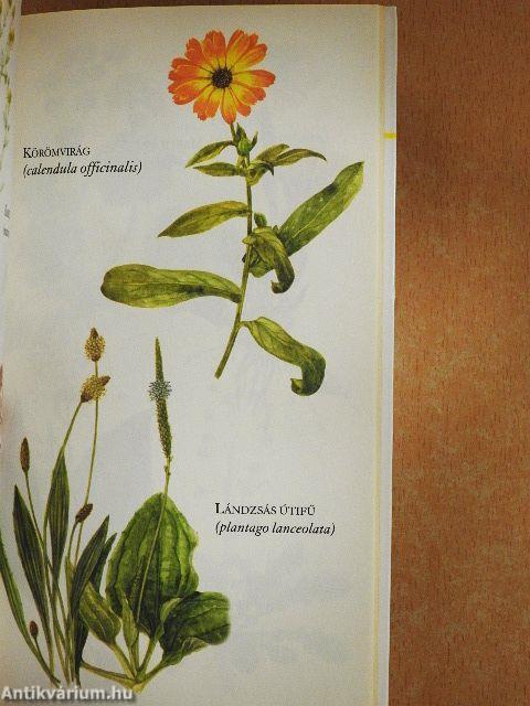 Egészséges táplálkozás gyógynövényekkel