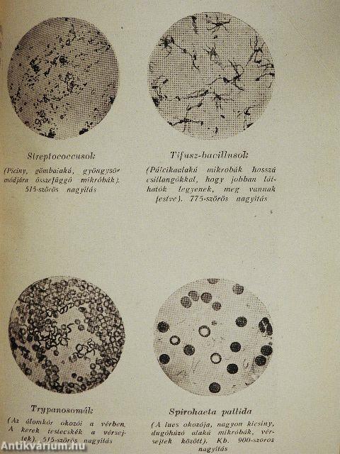 Bacillusvadászok I-II.