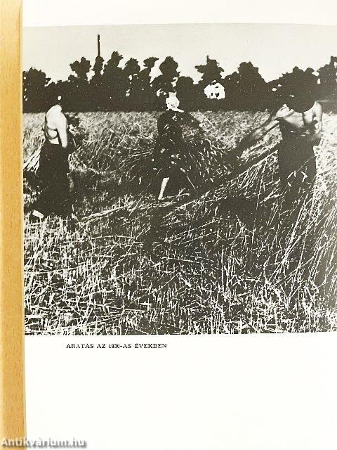 Hajdúböszörmény az ellenforradalmi rendszer kiteljesedésétől a népi demokratikus forradalom győzelméig