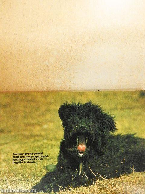 Bari, bari, bárány...