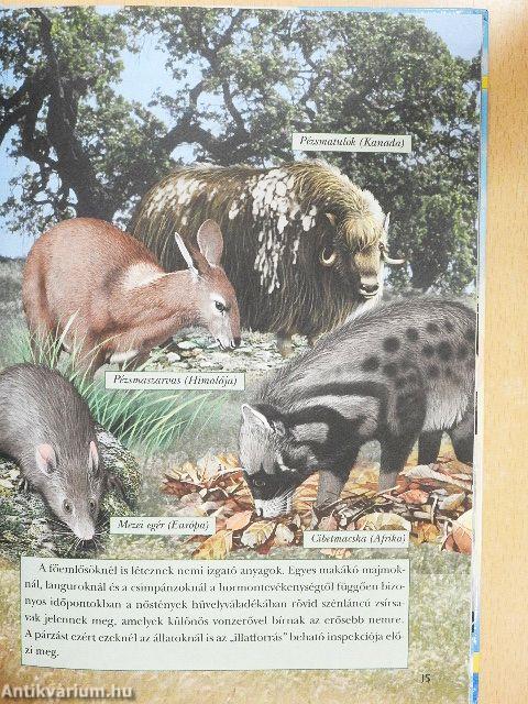 Hogyan beszélnek az állatok?