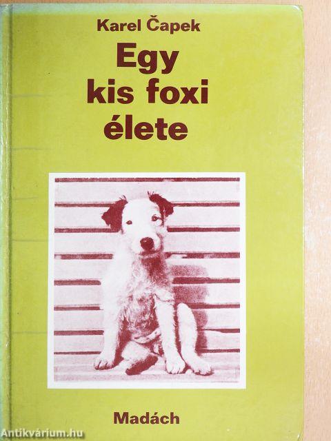 Egy kis foxi élete