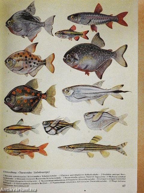 Das große Lexikon der Aquaristik