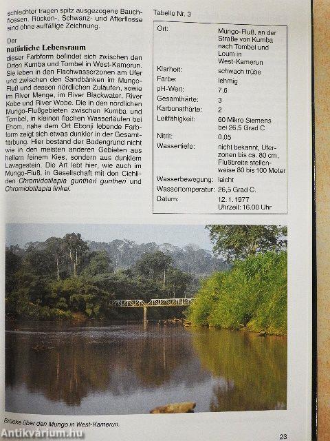 Afrikanische Cichliden I. - Buntbarsche aus Westafrika