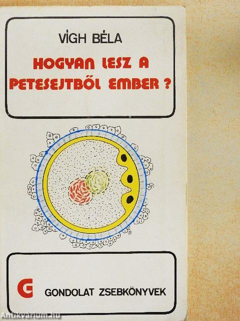 Hogyan lesz a petesejtből ember?