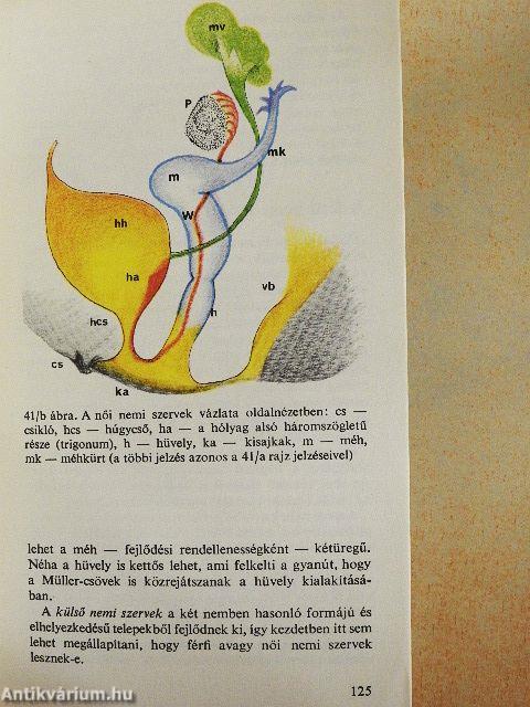 Hogyan lesz a petesejtből ember?
