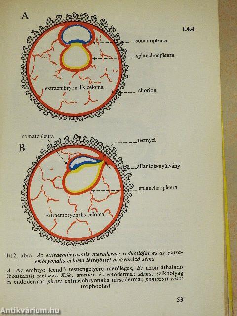 Functionalis anatomia 1-3.