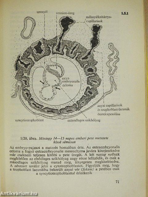 Functionalis anatomia 1-3.