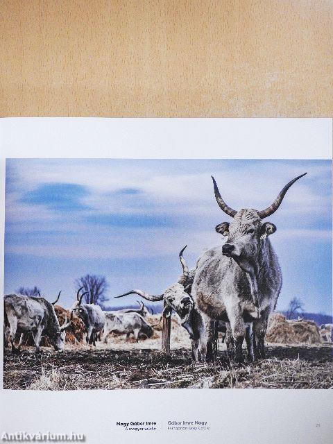 Magyarország 365 fotópályázat 2019