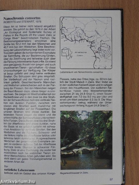 Afrikanische Cichliden I. - Buntbarsche aus Westafrika