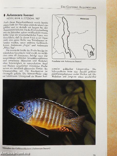 Buntbarsche aus Ostafrika