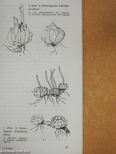 A liliom