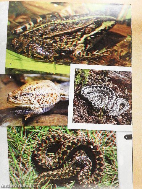 Magyarország állatvilága