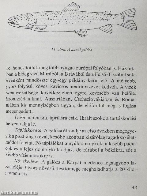 Különféle halaink és horgászatuk