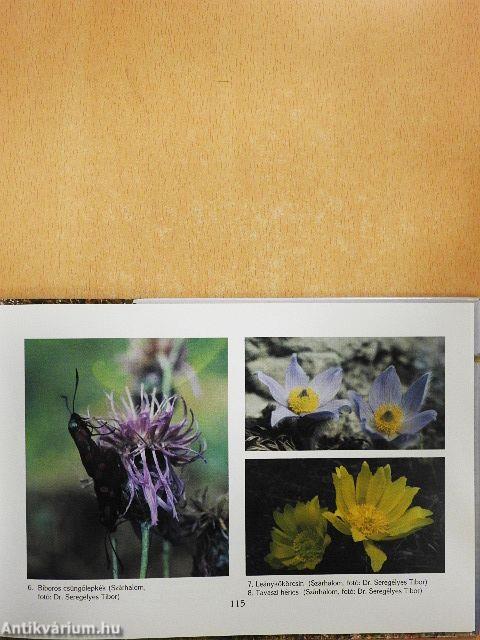 Regélő Fertő-Hany