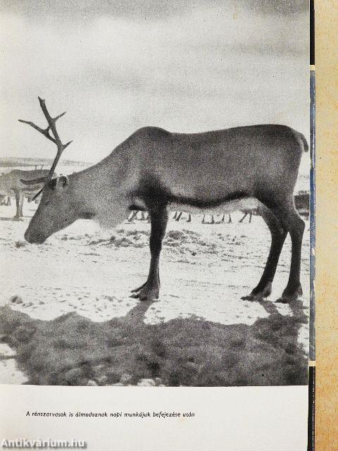 Rénszarvasok nyomában