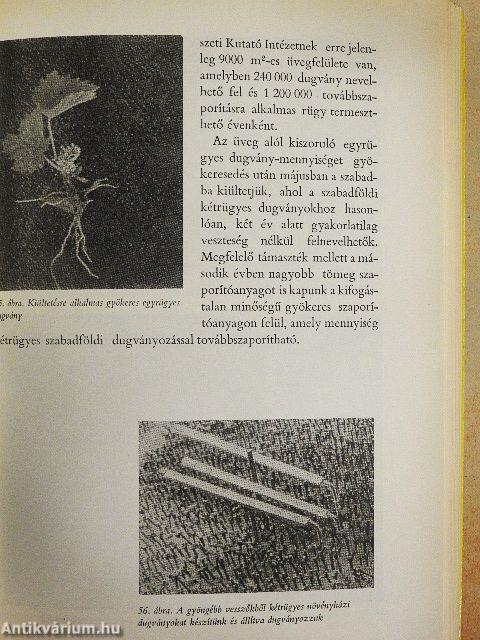 A szőlő telepítésétől a szüretig