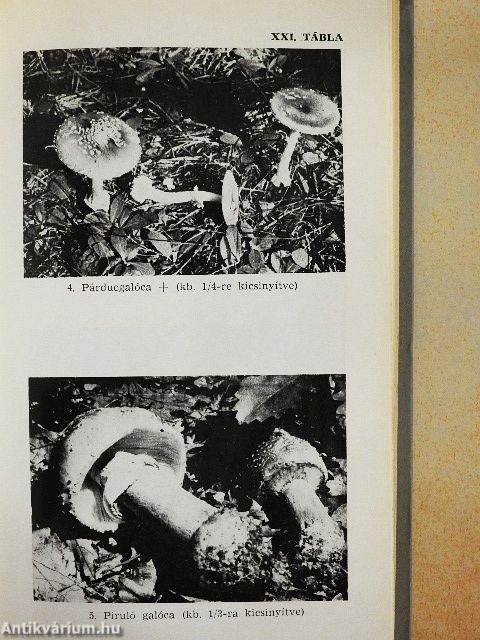 Ehető és mérges gombák