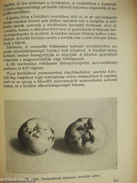 A télialma termesztése