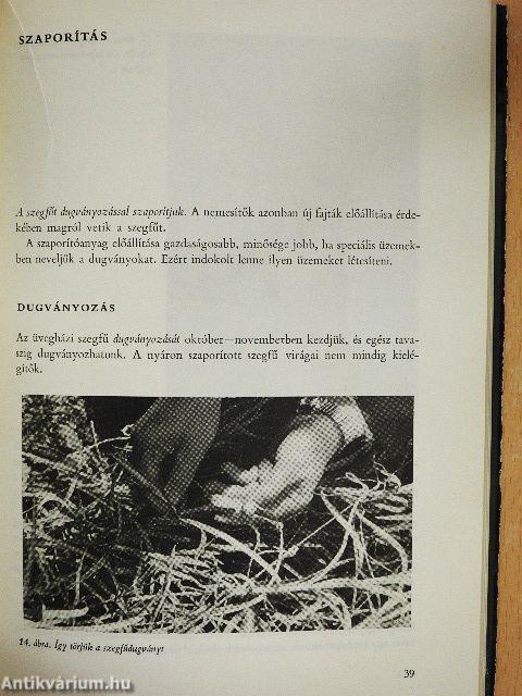 Az üvegházi szegfű