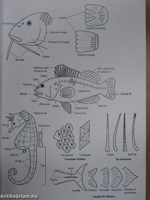 Guide to Sea Fishes of Australia