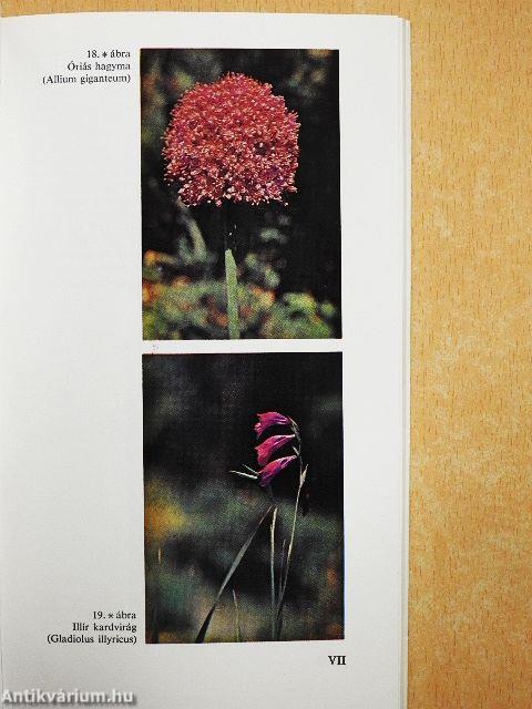 Hagymás kerti virágok