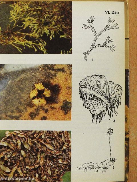 Mohák, zuzmók, harasztok