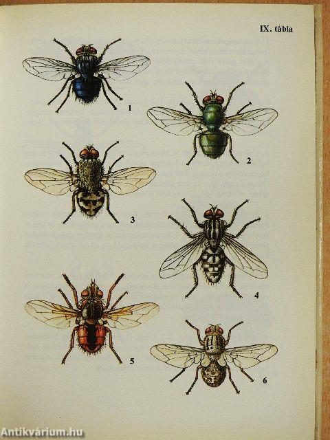 Legyek, hangyák, méhek, darazsak