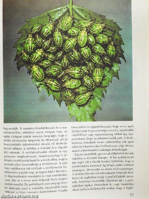 A csodálatos rovarvilág