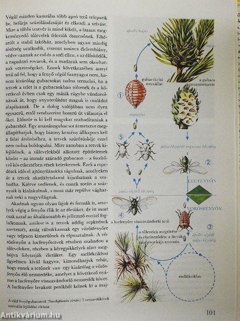 A csodálatos rovarvilág