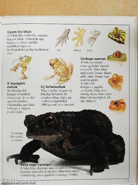 Csudálatos békák