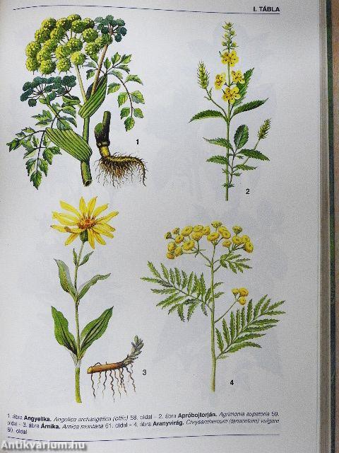 Gyógynövények gyógyhatásai