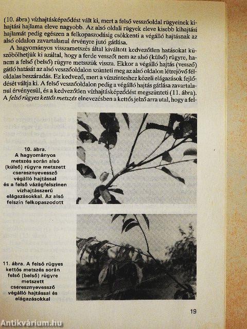 A cseresznye és a meggy metszése, koronakialakítása