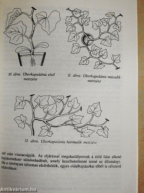Paradicsom, paprika, uborka a kertben