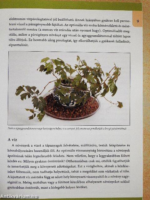 Szobanövények gondozása