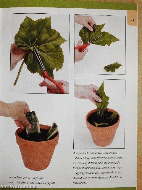 Szobanövények gondozása