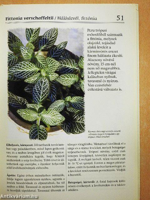 Növények a lakásban