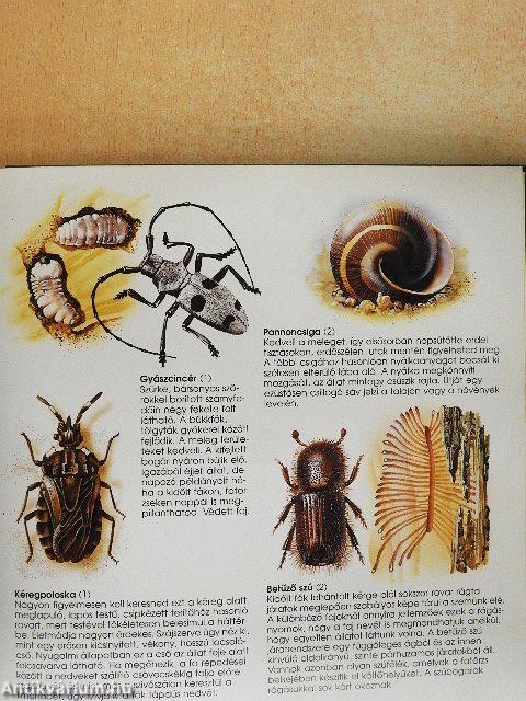 A talaj élővilága