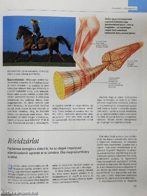 A csodálatos emberi test