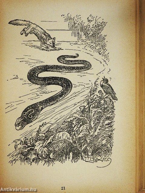 A dzsungel könyve és az új dzsungel-könyv