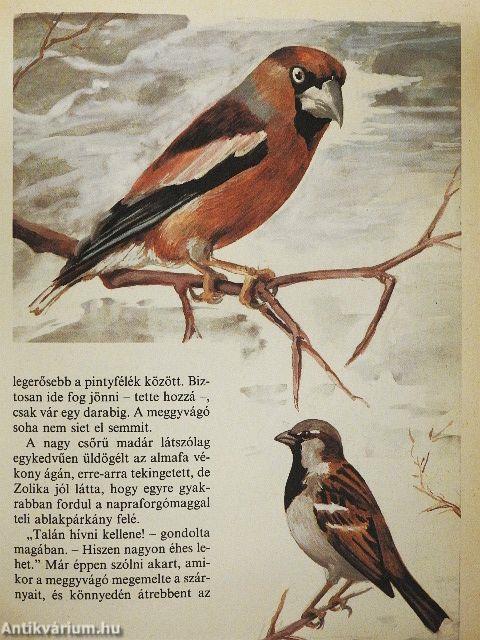 A madáretető vendégei