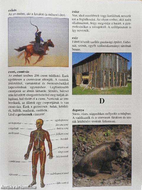 Szókincstár kislexikon