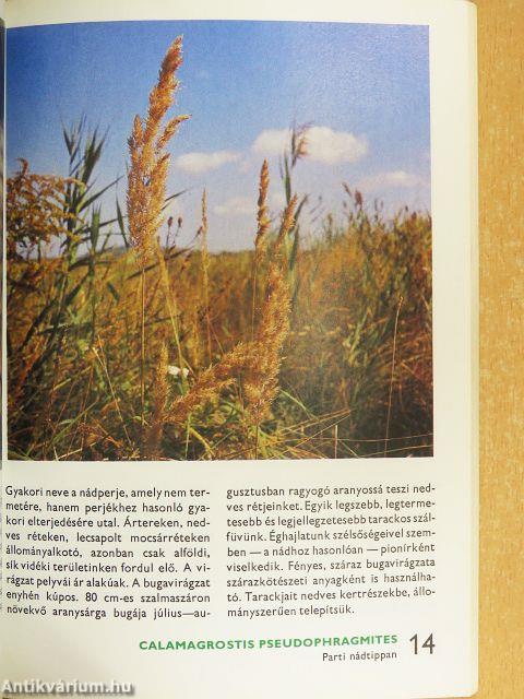 A vízi- és a mocsári növényekről